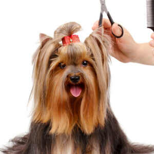 Peluquerias de mascotas