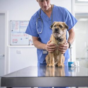 Veterinarios